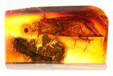 Large Fossil Caddisfly (Trichoptera) In Baltic Amber #273291-1